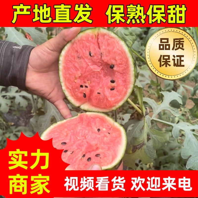 【潍坊】2K小糖丸吊瓜产地直发保质保量，欢迎来电！！！