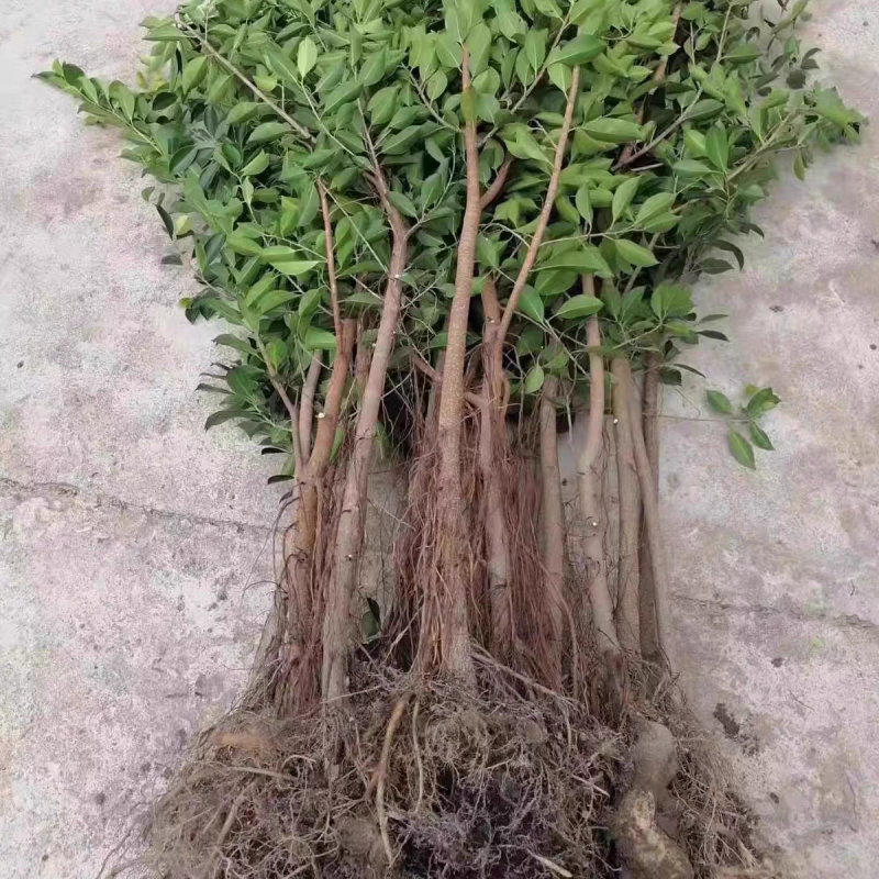 小叶榕细叶榕苗各规格树苗