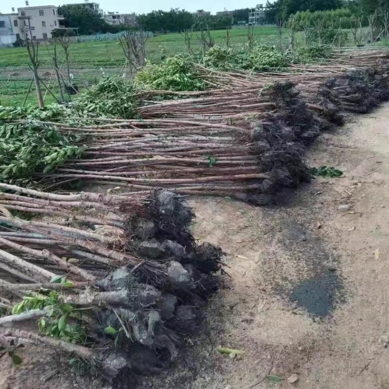 小叶榕细叶榕苗各规格树苗