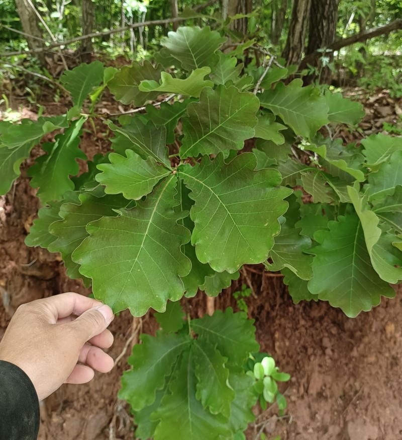 槲树苗大叶槲栎粽叶桲椤叶苗河南产地自产自销