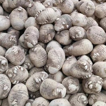 泽泻干货，大量供应，大量优先