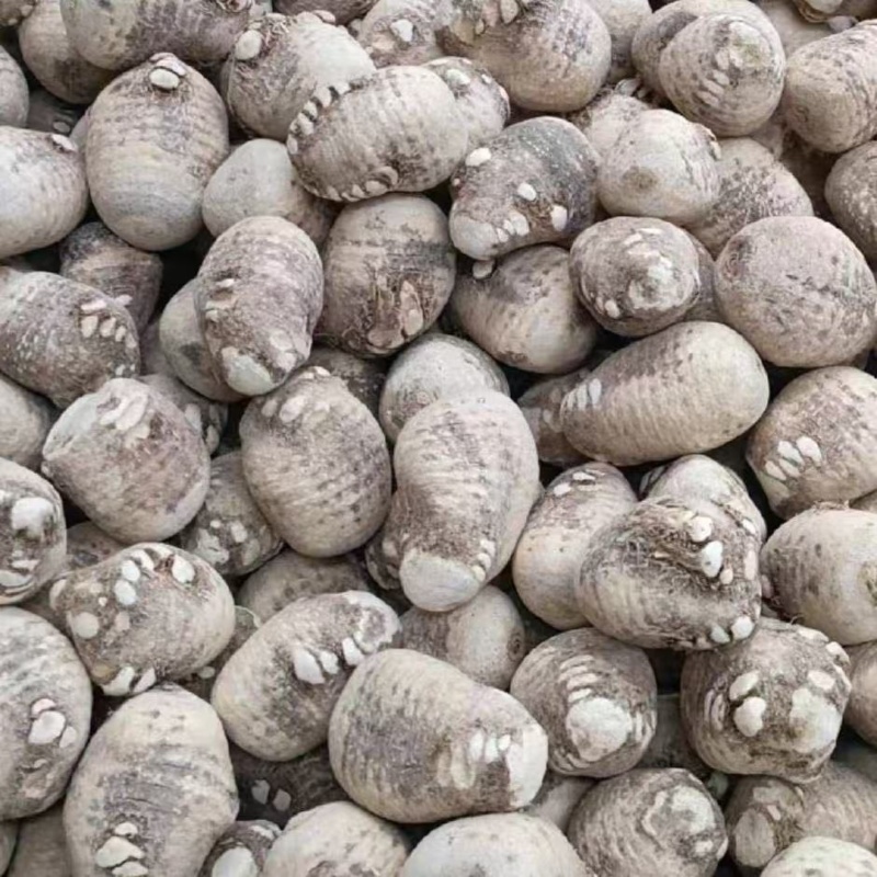 泽泻干货，大量供应，大量优先