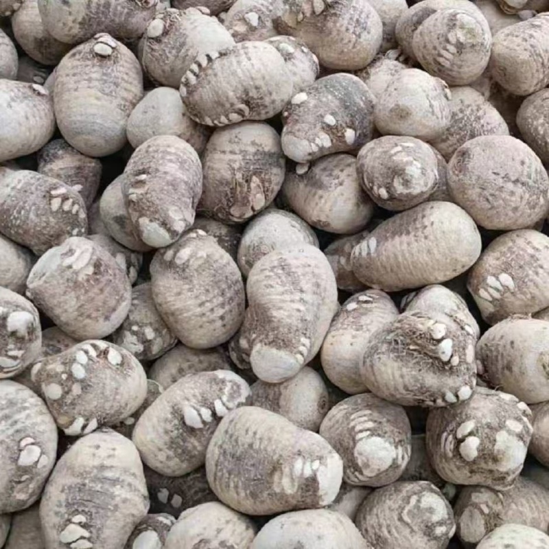 泽泻干货，大量供应，大量优先