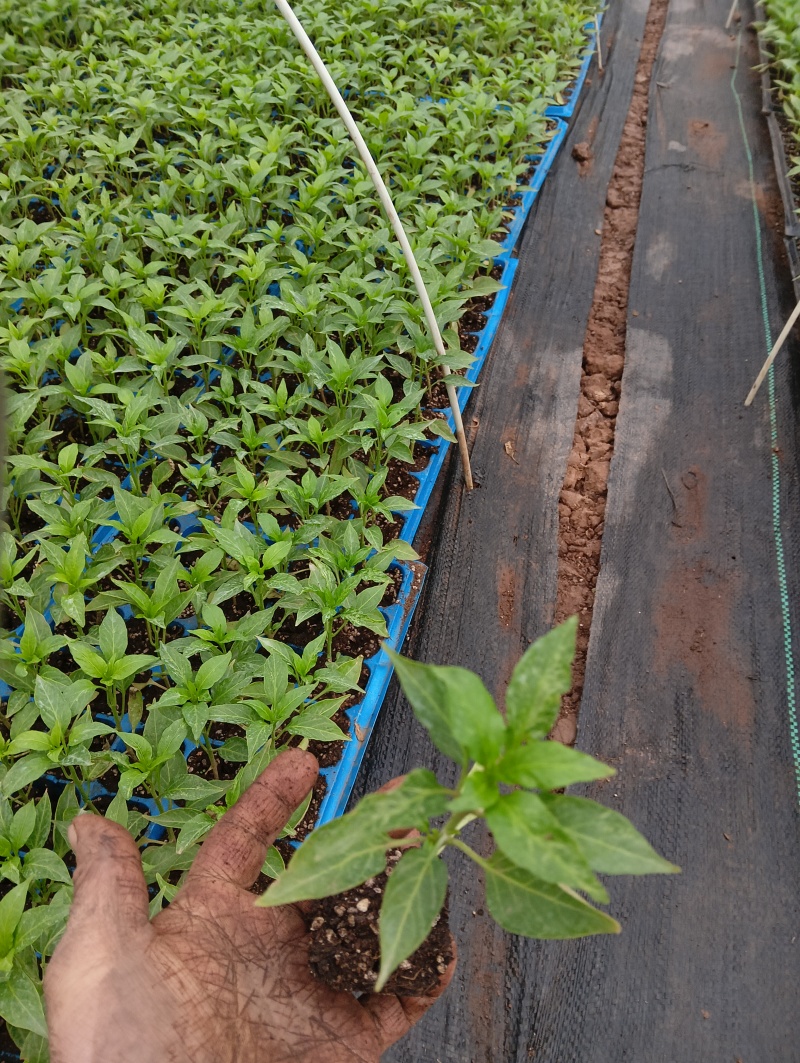各种辣椒苗货源充足规格齐全质量保证欢迎咨询