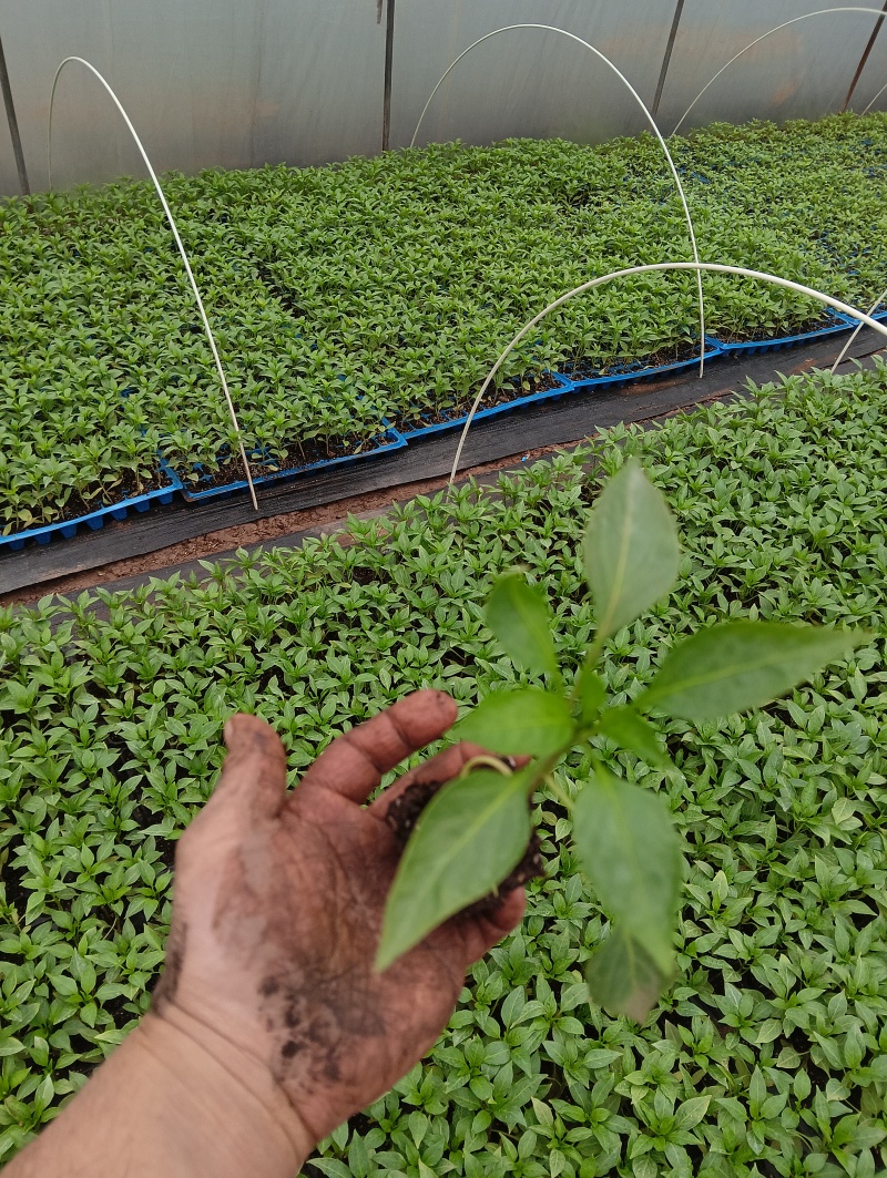各种辣椒苗货源充足规格齐全质量保证欢迎咨询