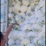 小米粒花菜有机花松花菜散花精品花菜一手货源