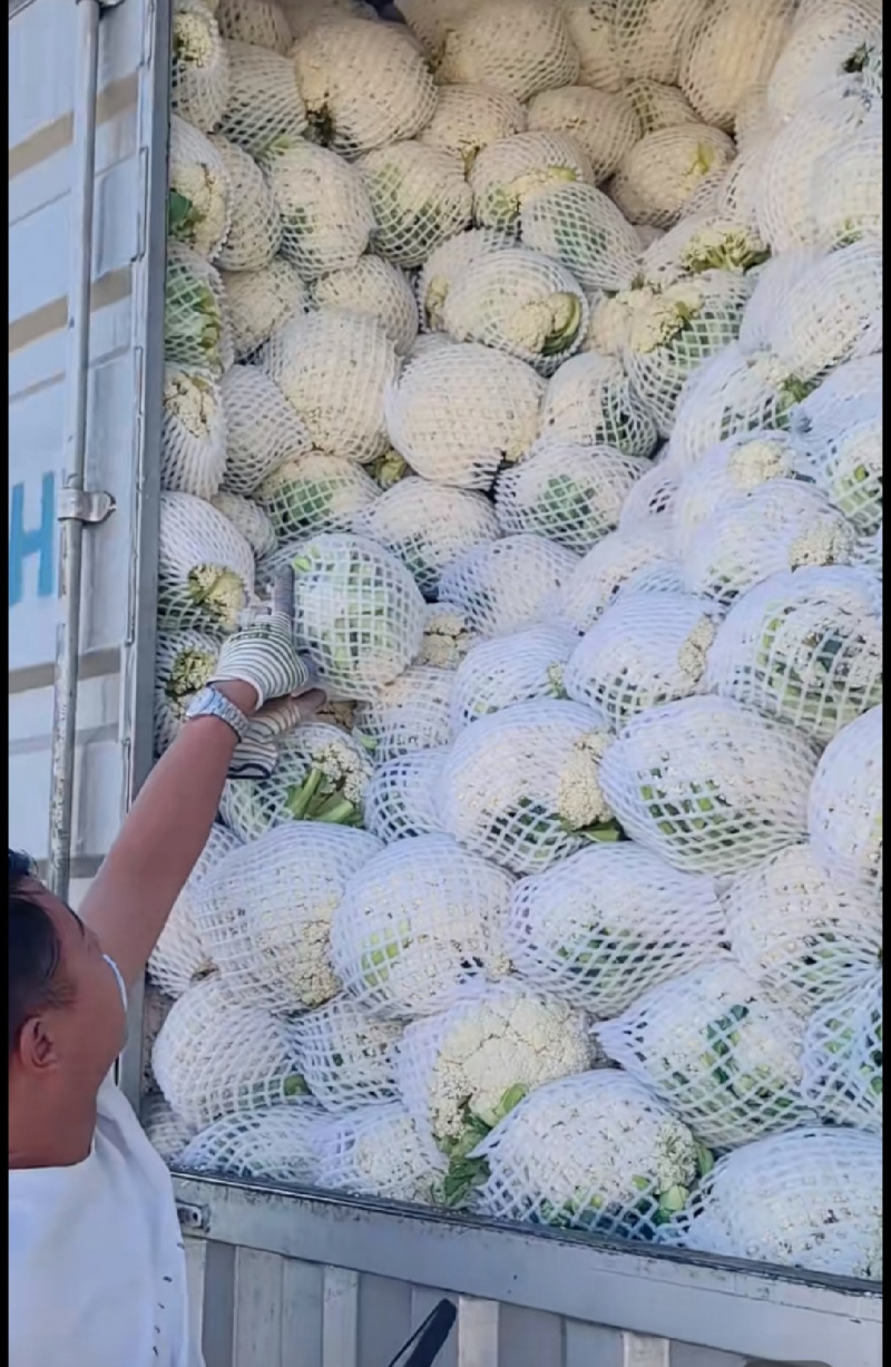 小米粒花菜有机花松花菜散花精品花菜一手货源