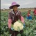 小米粒花菜有机花松花菜散花精品花菜一手货源