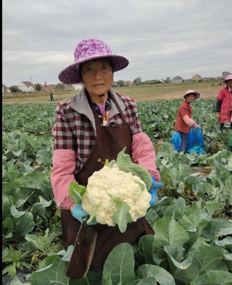 小米粒花菜有机花松花菜散花精品花菜一手货源