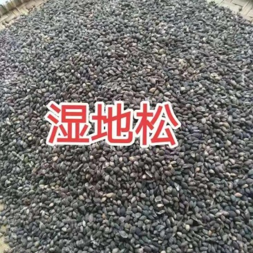 新采湿地松种子松树种子绿化园林