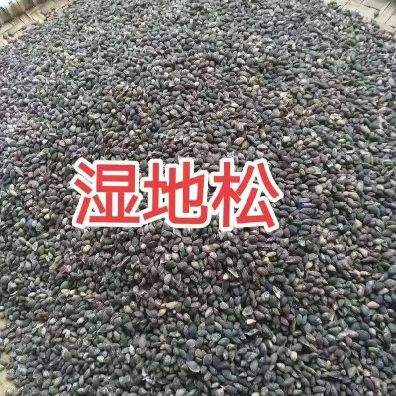 新采湿地松种子松树种子绿化园林