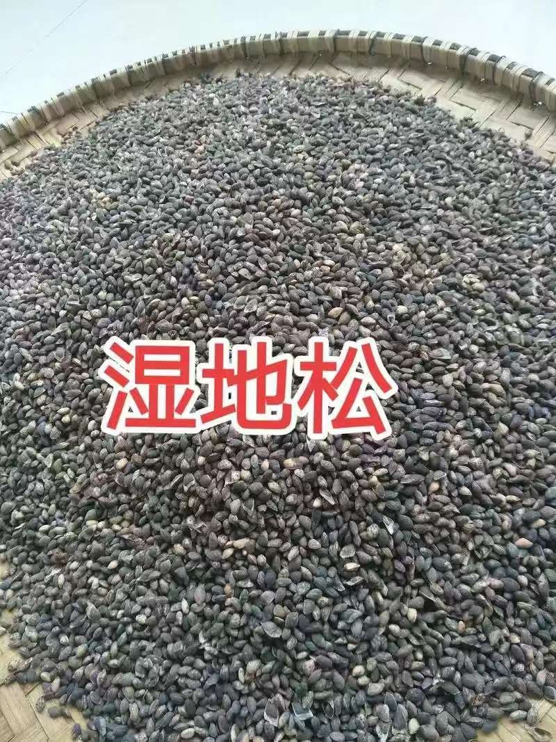 新采湿地松种子松树种子绿化园林