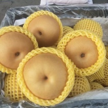 【实力】秋月梨大量批发，口感好，果型好，价格便宜