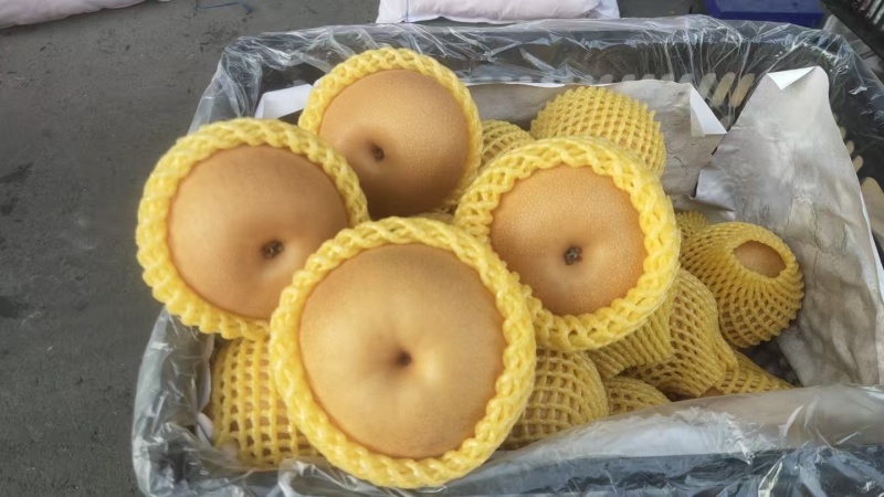 【实力】秋月梨大量批发，口感好，果型好，价格便宜