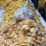 大黄米南瓜山药片小米南瓜山药片厂家批发质量保证
