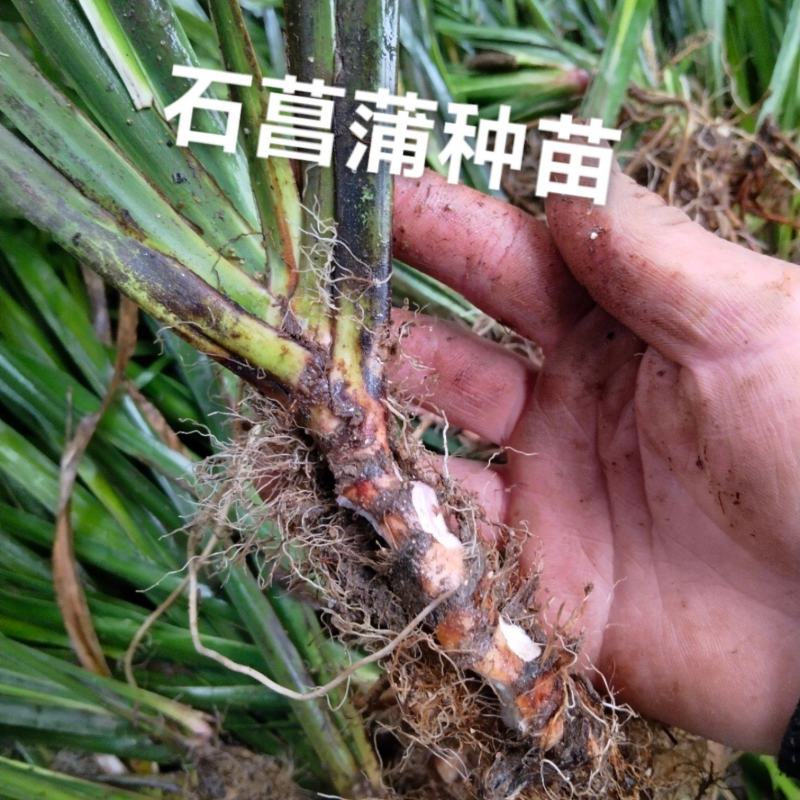 石菖蒲种苗