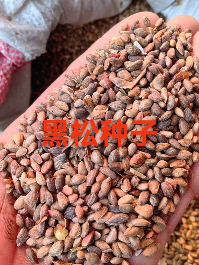 新采黑松种子耐旱四季林木多年庭院