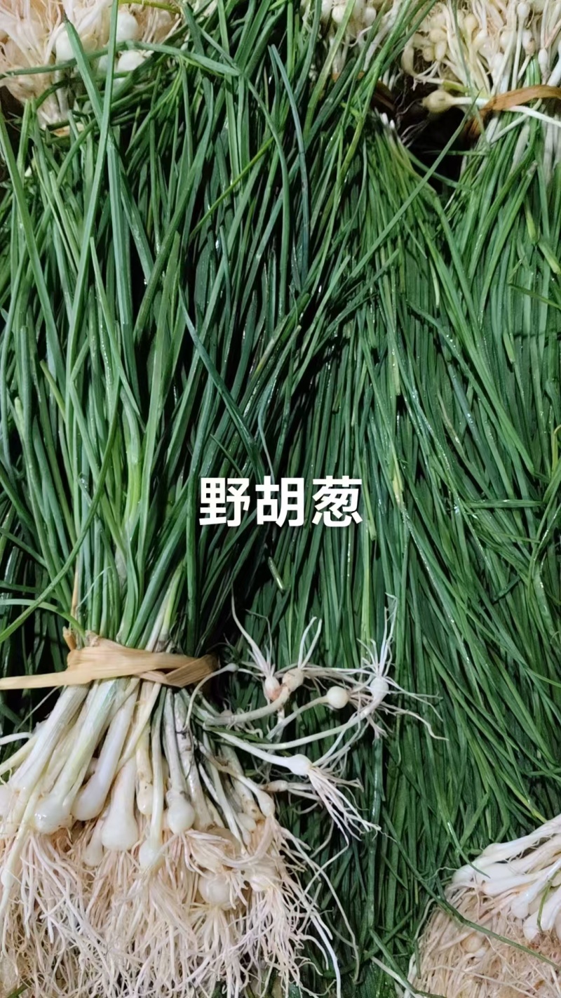 时令野菜