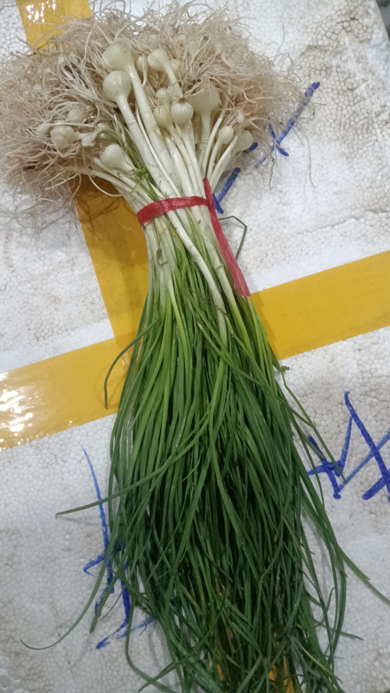 时令野菜