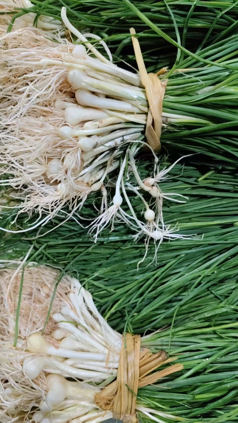 时令野菜