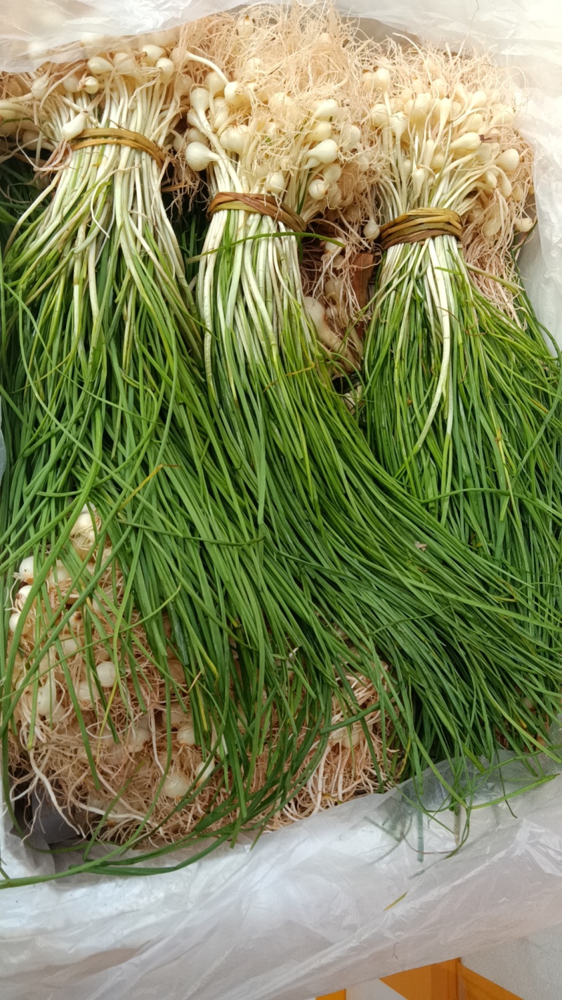 时令野菜