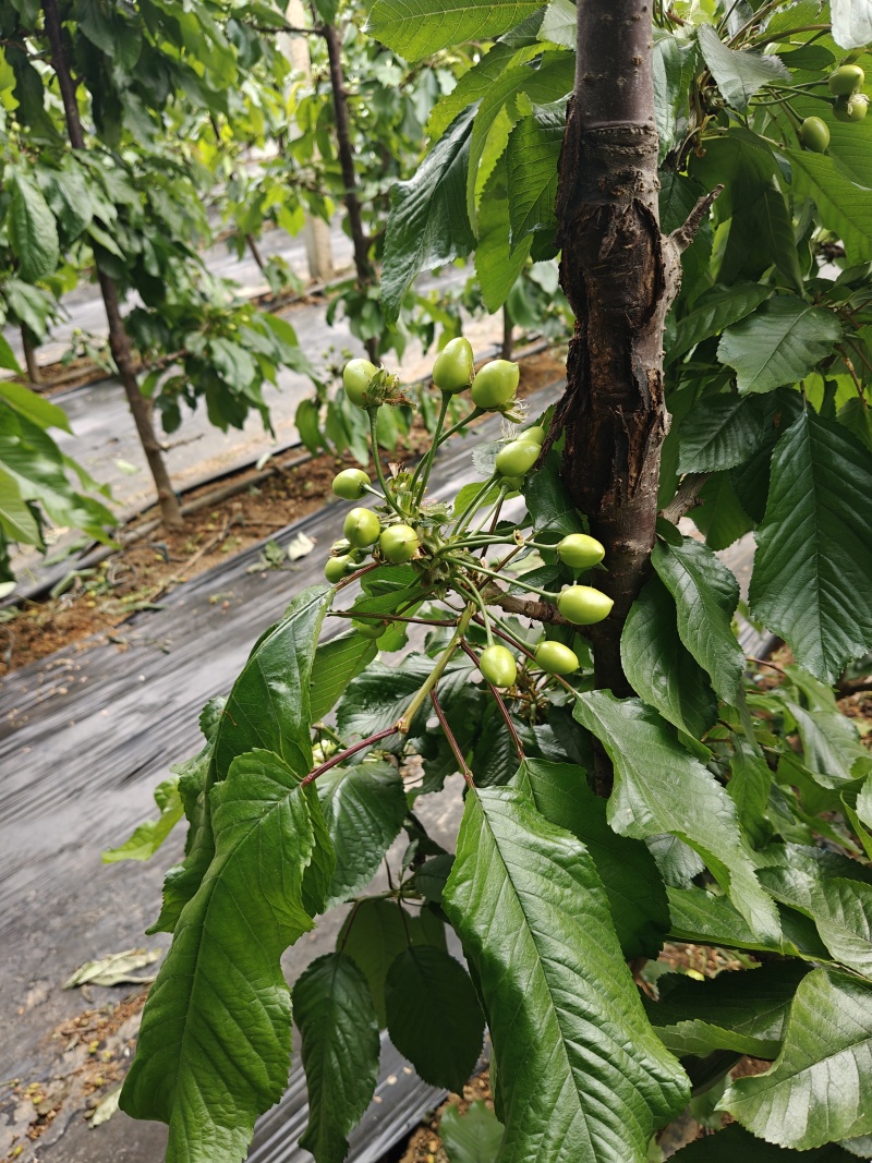 马哈利嫁接俄罗斯八号