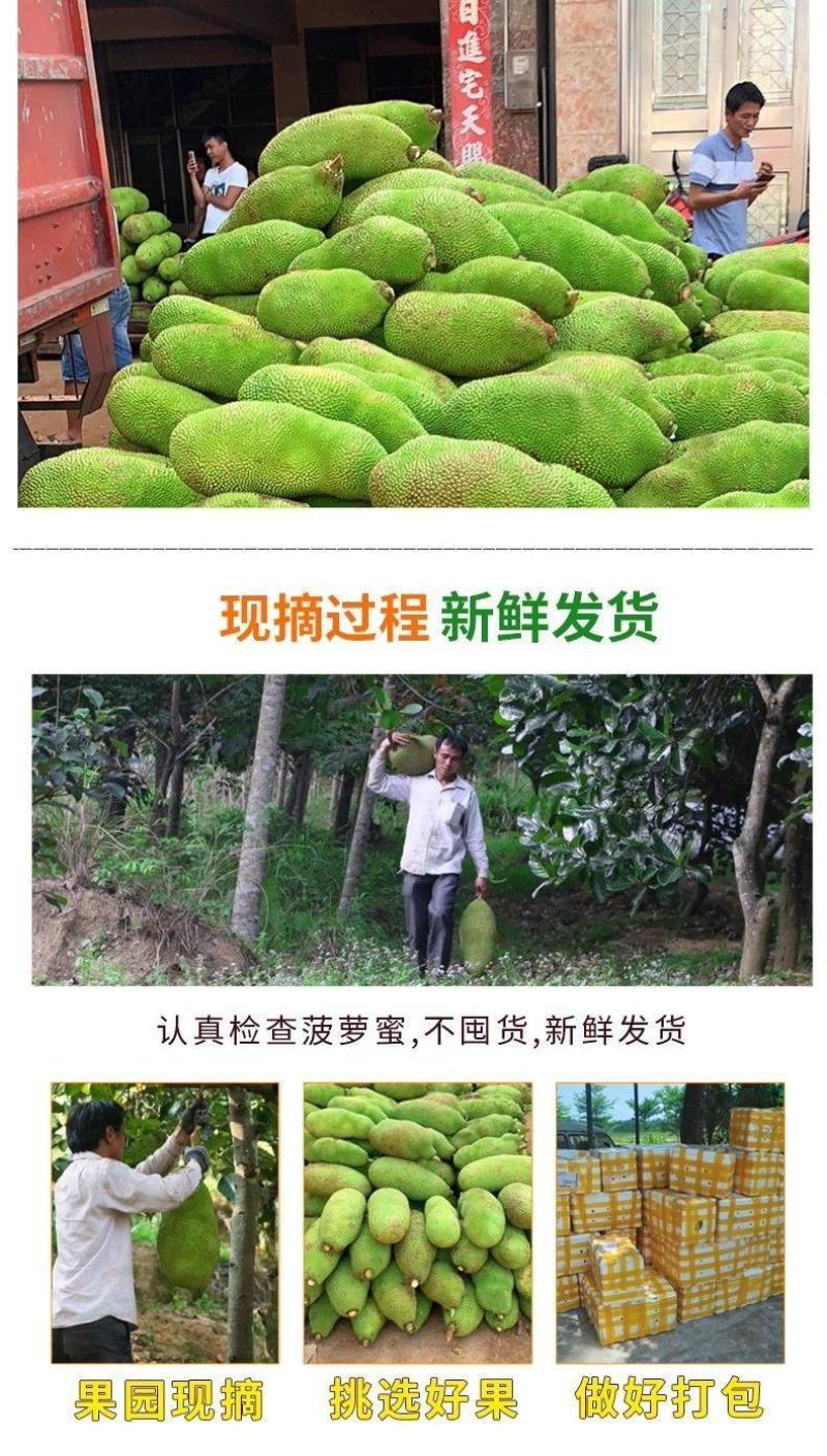 菠萝蜜菠萝菠萝蜜海南菠萝蜜新鲜菠萝蜜