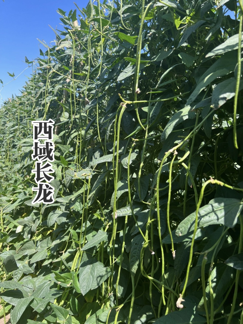 慕兰多西域长龙豆角种子翠绿条特长豇豆种子耐热绿肉实心抗病
