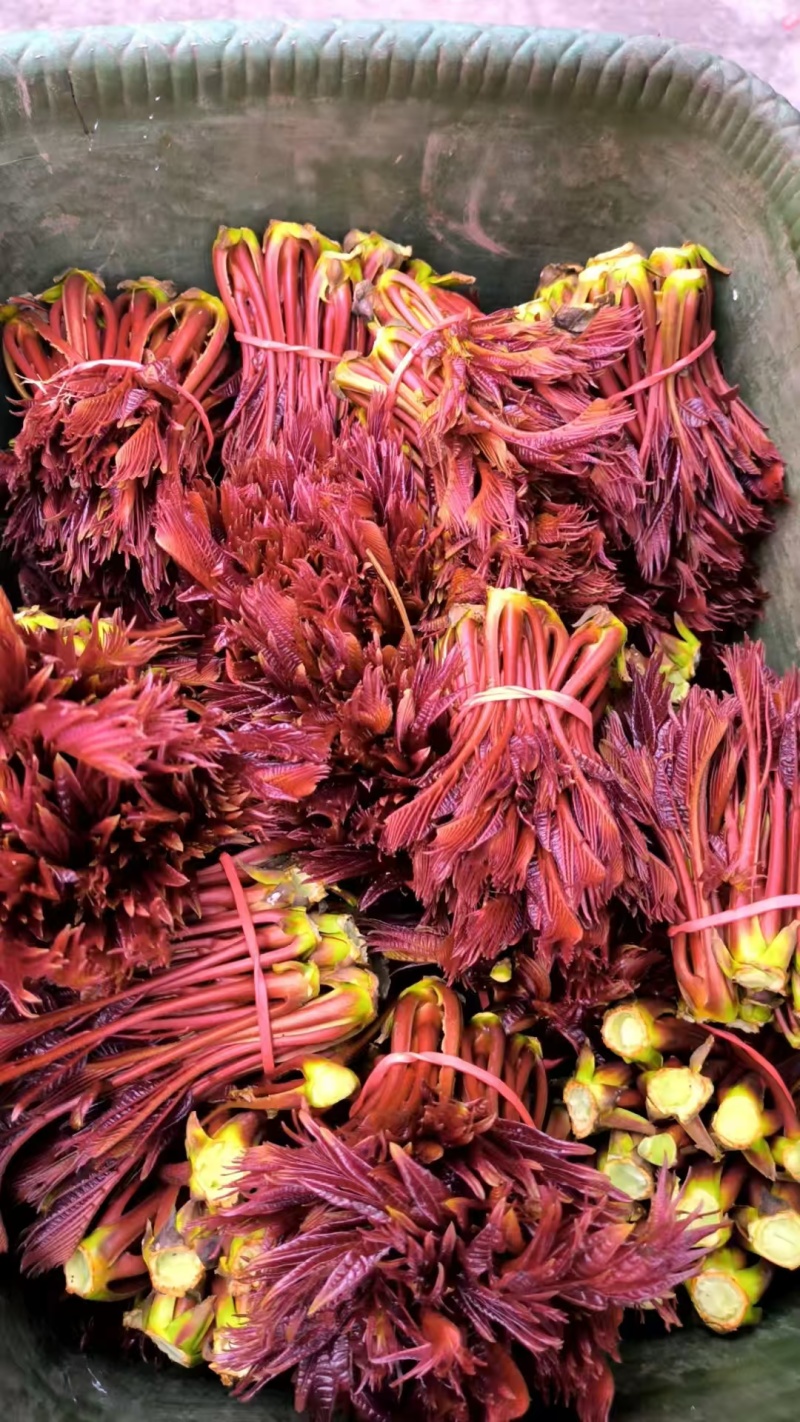 重庆红油香椿芽