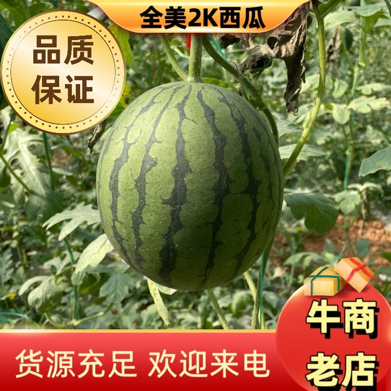 【推荐】山东潍坊全美2K西瓜、小吊瓜、小糖丸欢迎咨
