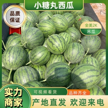 【优选】山东全美2K西瓜、小糖丸、手剥西瓜、一手货源。