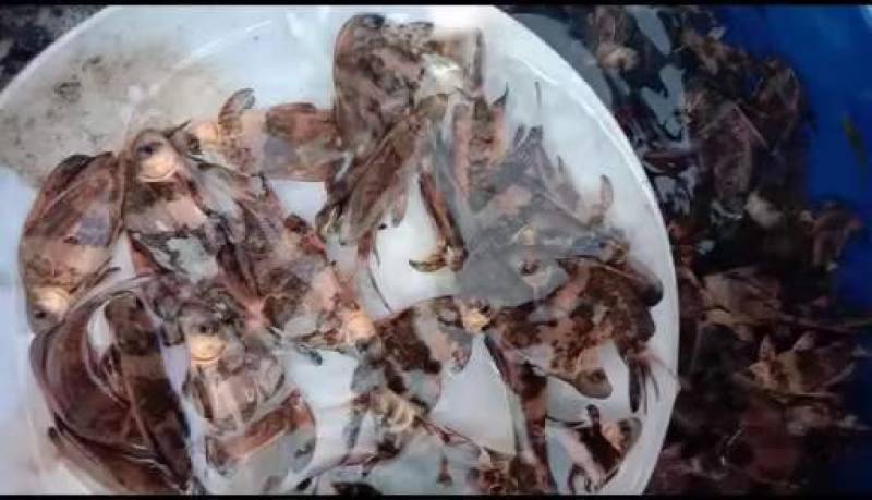 自己家养殖的成品桂鱼，以及桂鱼苗，质量好，成活好，