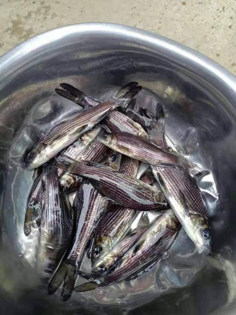 自己家养殖的成品桂鱼，以及桂鱼苗，质量好，成活好，