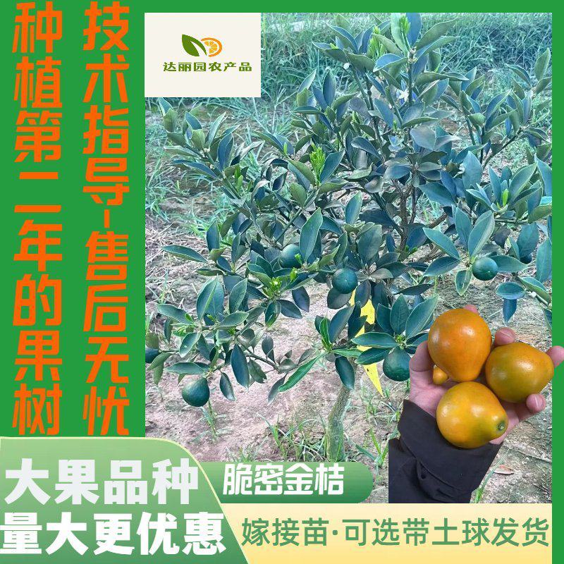 广西融安脆蜜金桔苗第三代脆蜜金柑特大号嫁接苗产地批发技术