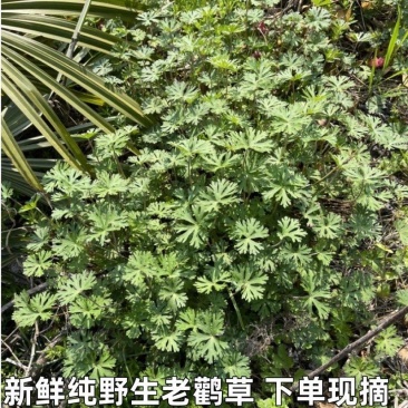 新鲜老鹳草老鸦嘴贯筋老贯筋老牛筋老鹳草五叶草整珠带根