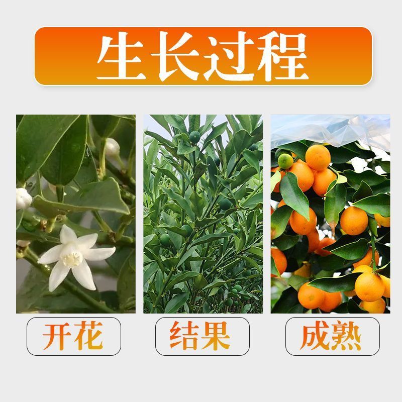 广西融安脆蜜金桔苗第三代脆蜜金柑特大号嫁接苗产地批发技术