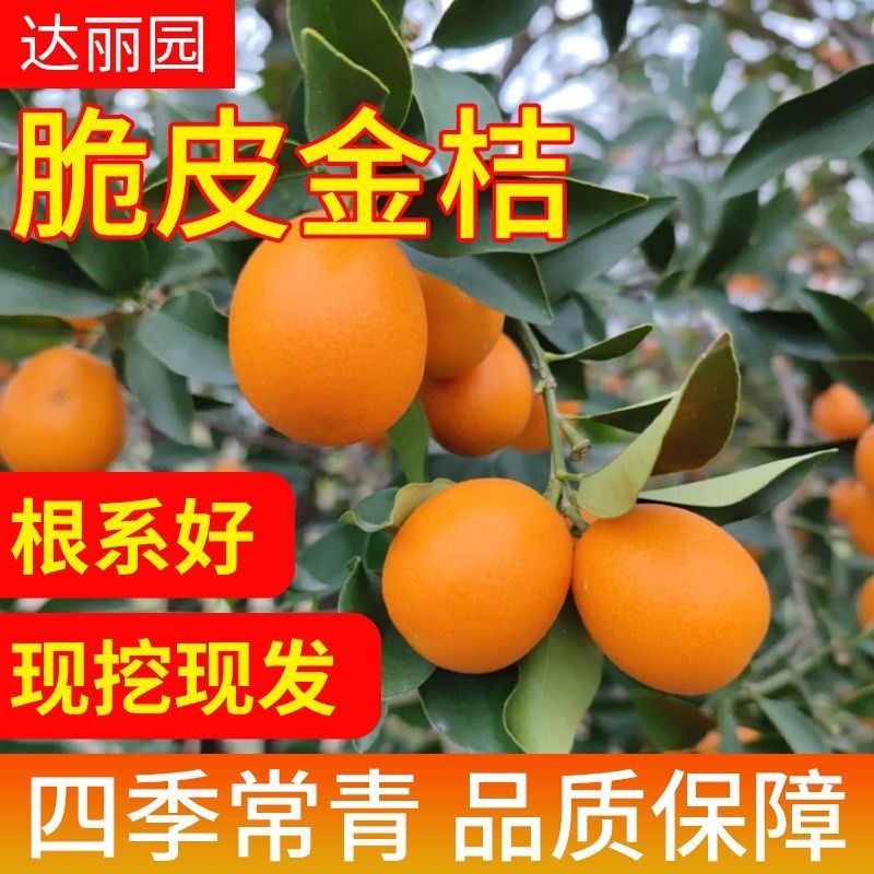 广西融安脆蜜金桔苗第三代脆蜜金柑特大号嫁接苗产地批发技术