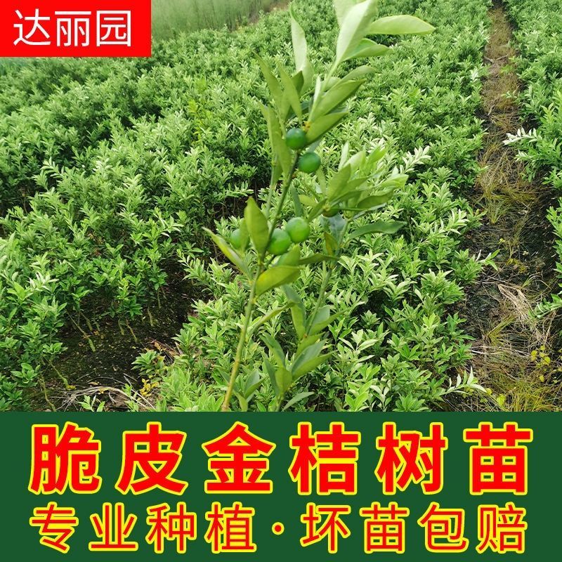 广西融安脆蜜金桔苗第三代脆蜜金柑特大号嫁接苗产地批发技术
