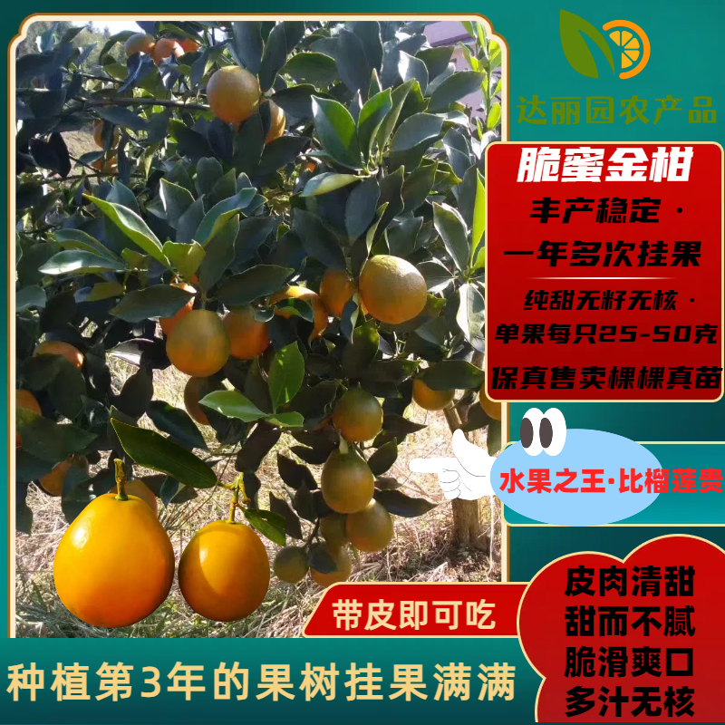 广西融安脆蜜金桔苗第三代脆蜜金柑特大号嫁接苗产地批发技术