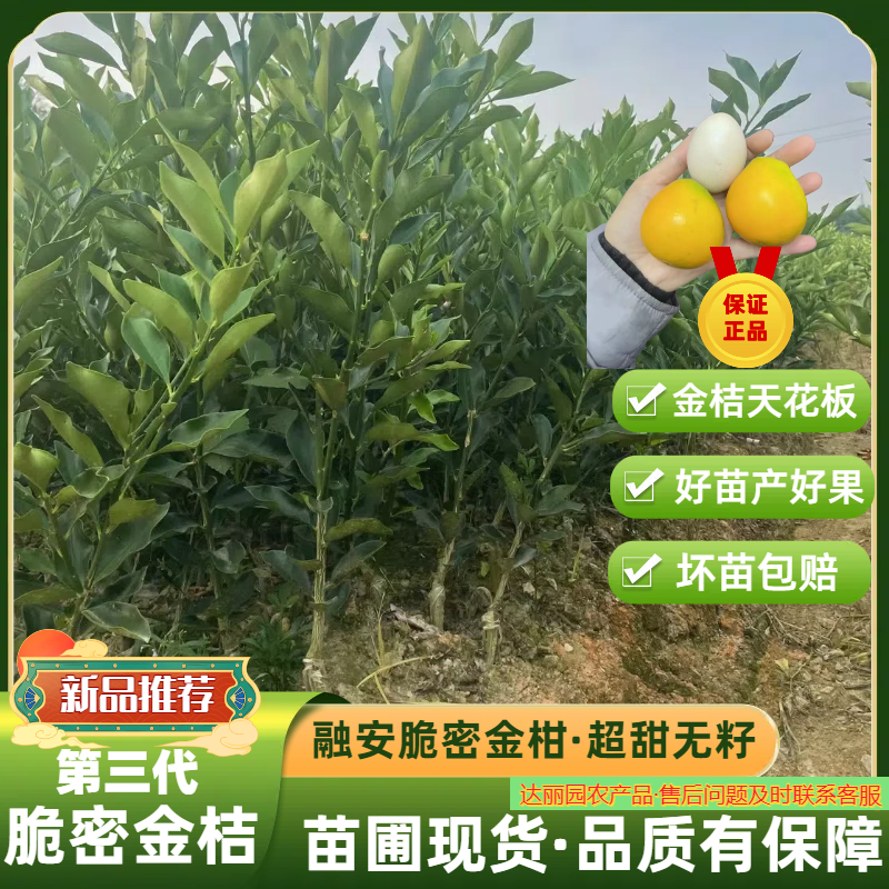 广西融安脆蜜金桔苗第三代脆蜜金柑特大号嫁接苗产地批发技术