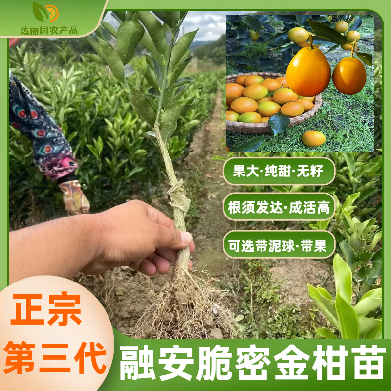 广西融安脆蜜金桔苗第三代脆蜜金柑特大号嫁接苗产地批发技术