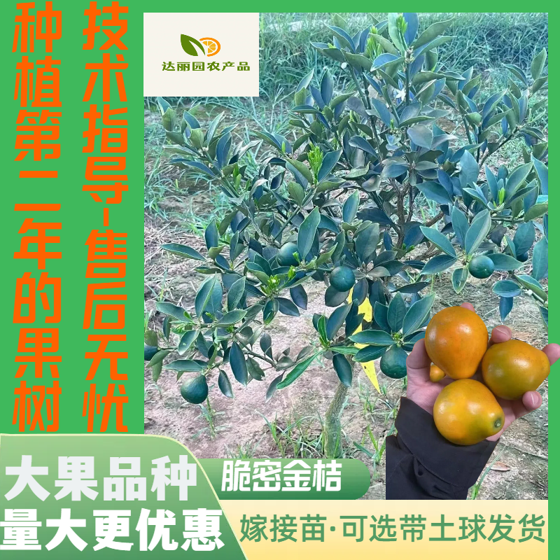 广西融安脆蜜金桔苗第三代脆蜜金柑特大号嫁接苗产地批发技术