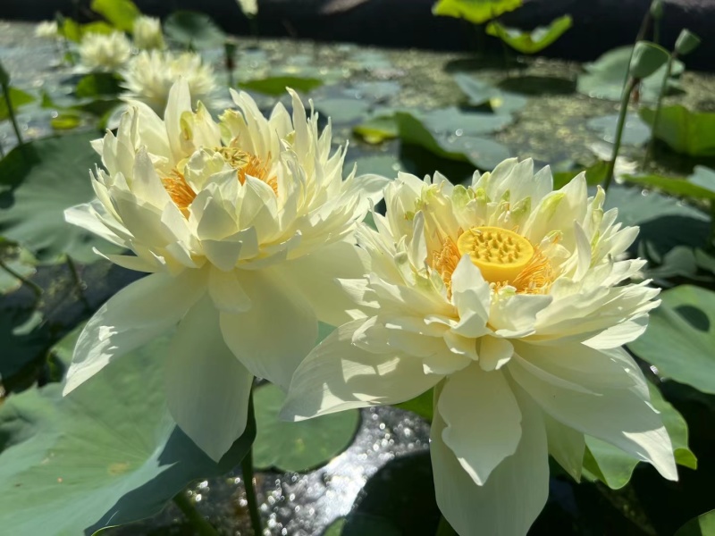 大量供应荷花苗，品种齐全，承接各种水景亮化工程，精品荷花