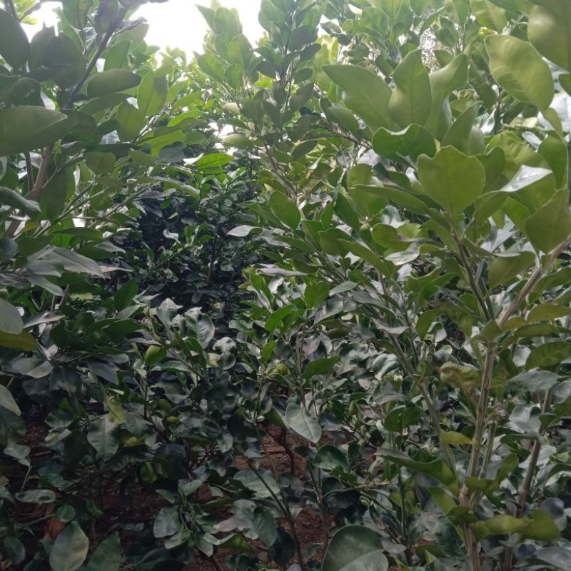 供应泰国红宝石青柚大苗，苗龄五上已挂果，是仿布袋土培育的