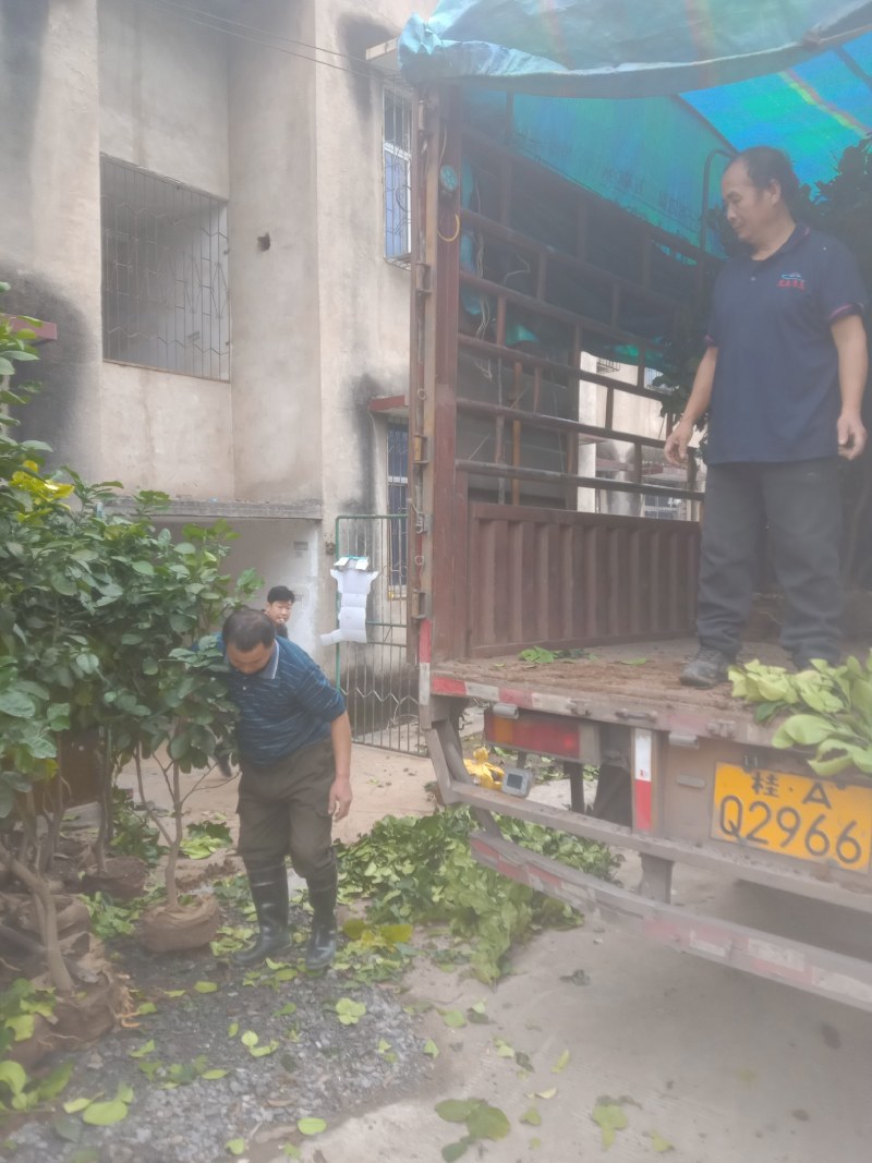 供应泰国红宝石青柚大苗，苗龄五上已挂果，是仿布袋土培育的