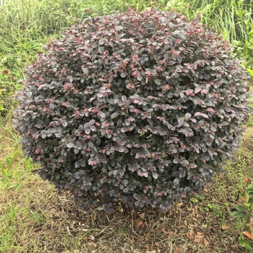 红继木球