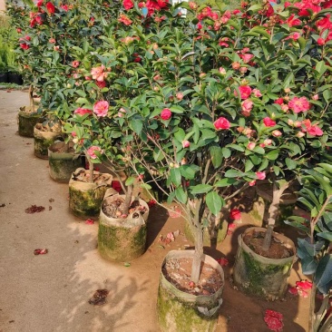 茶花球