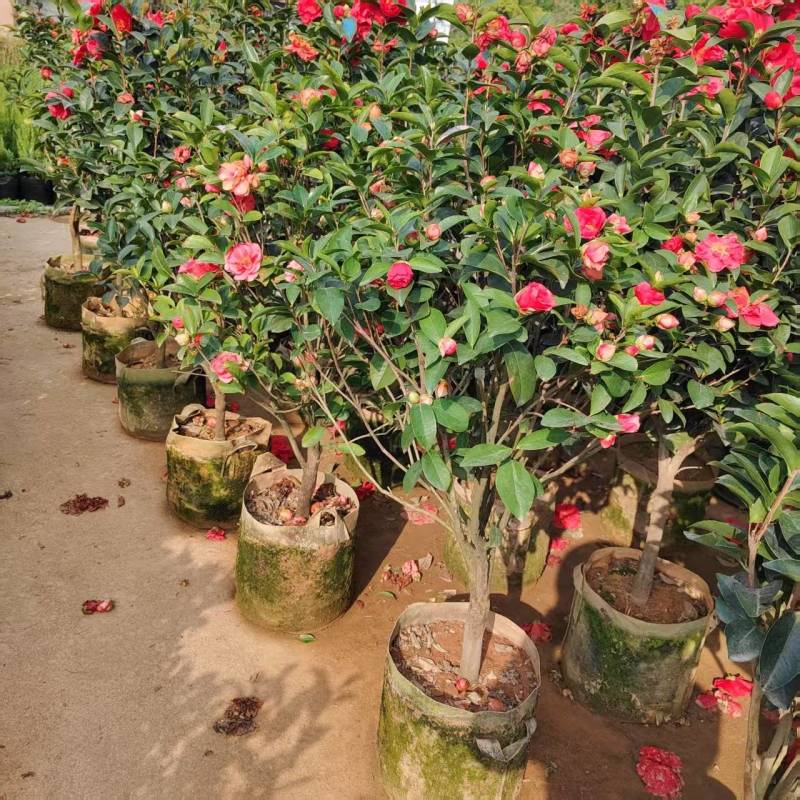 茶花球