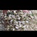 新鲜槐花【槐花】大量供应质量保证货源充足欢迎订购