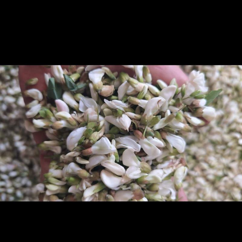 新鲜槐花【槐花】大量供应质量保证货源充足欢迎订购
